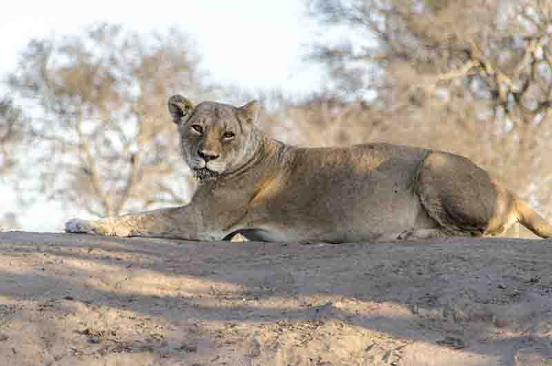 Leona - parque nacional Kruger - Sudáfrica 01.jpg